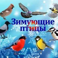 ЗИМУЮЩИЕ ПТИЦЫ