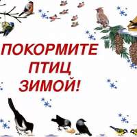 Покормите птиц зимой!